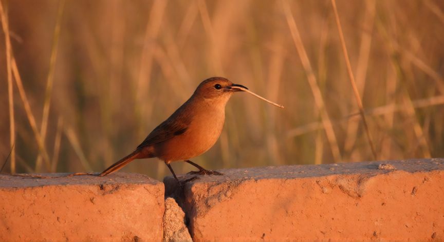que animal representa a argentina, Ave hornero construyendo su nido con barro y paja en un muro de ladrillo en el campo argentino