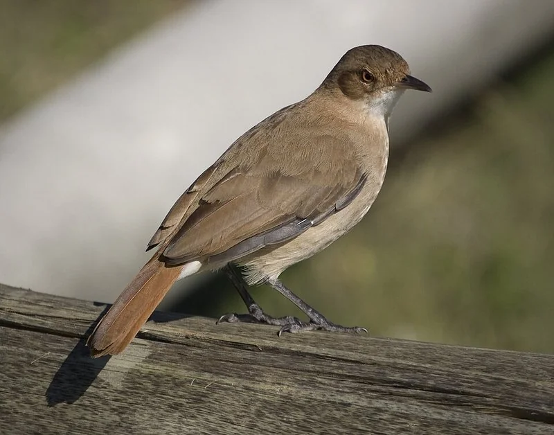 que animal representa a argentina, Hornero común posado sobre barandilla de madera, cola rojiza
