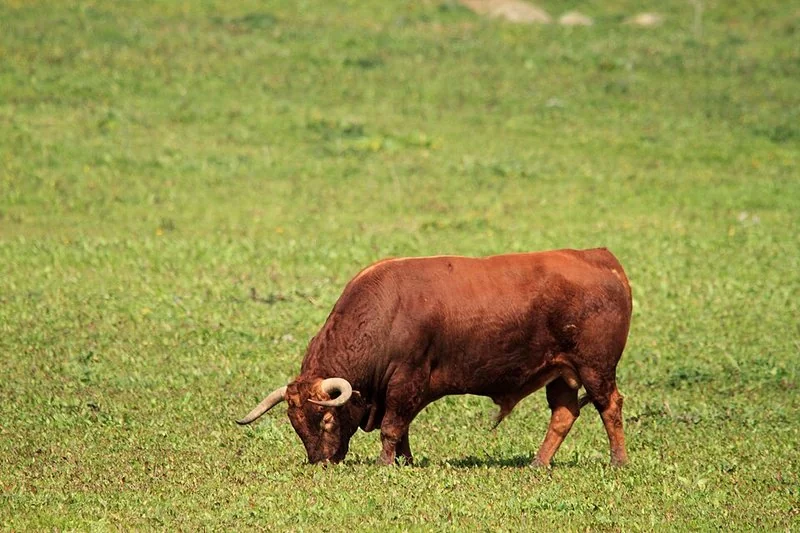 que animal representa a españa, Un majestuoso toro bravo de pelaje rojizo pastando en un campo verde