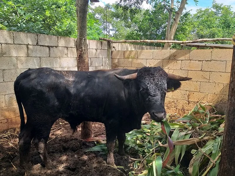 que animal representa a españa, Un toro de lidia negro con cuernos prominentes en un corral