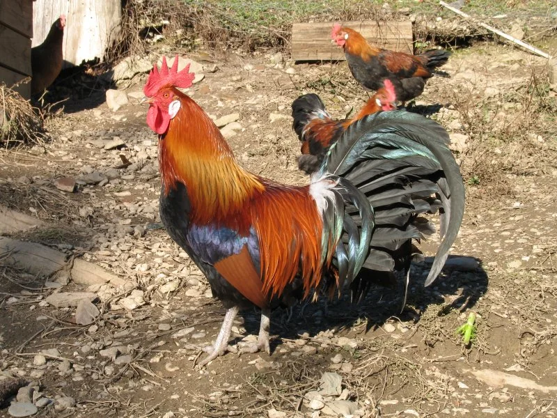 El gallo galo, símbolo animal de Francia desde la Antigüedad