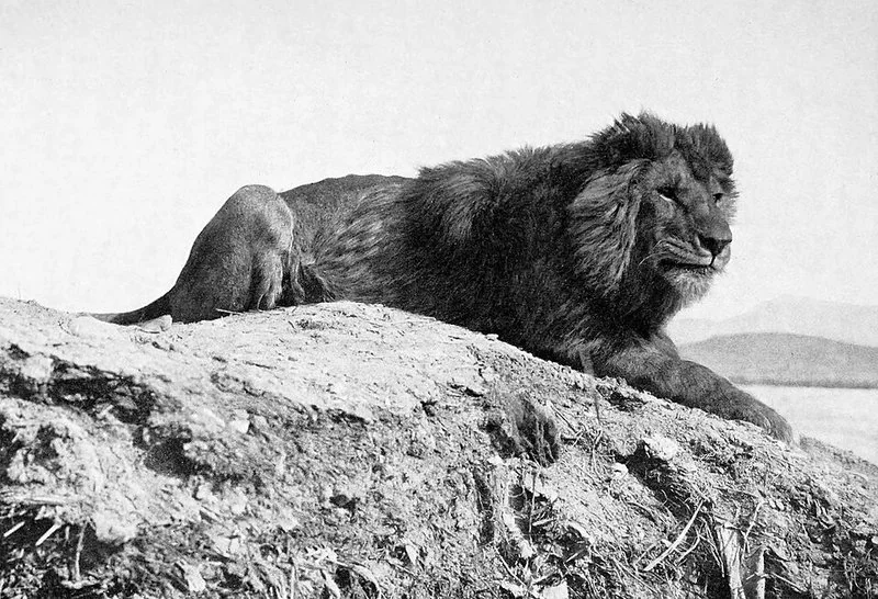 León del Atlas macho de melena oscura, símbolo nacional de Marruecos, fotografía histórica en blanco y negro