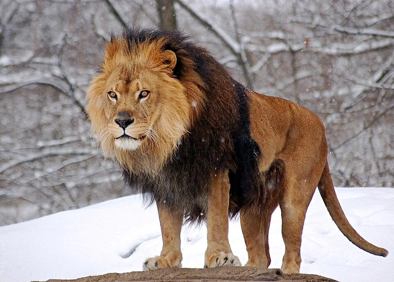 que animal representa a marruecos, León macho de pelaje oscuro y melena abundante, tipo del león del Atlas, de pie sobre la nieve