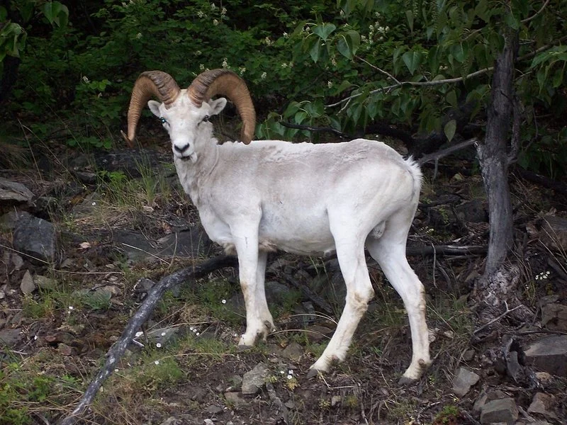 que animal representa aries, Carnero de Dall macho con grandes cuernos curvados en un bosque de Alaska