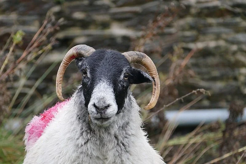 que animal representa aries, Primer plano de un carnero macho de cara negra y cuernos enroscados