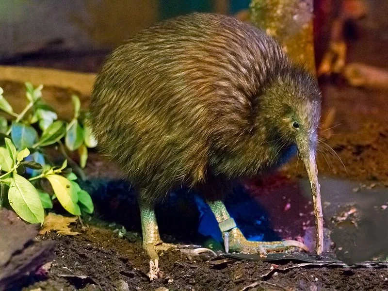 Kiwi marrón hurgando en el suelo con su largo pico, Nueva Zelanda