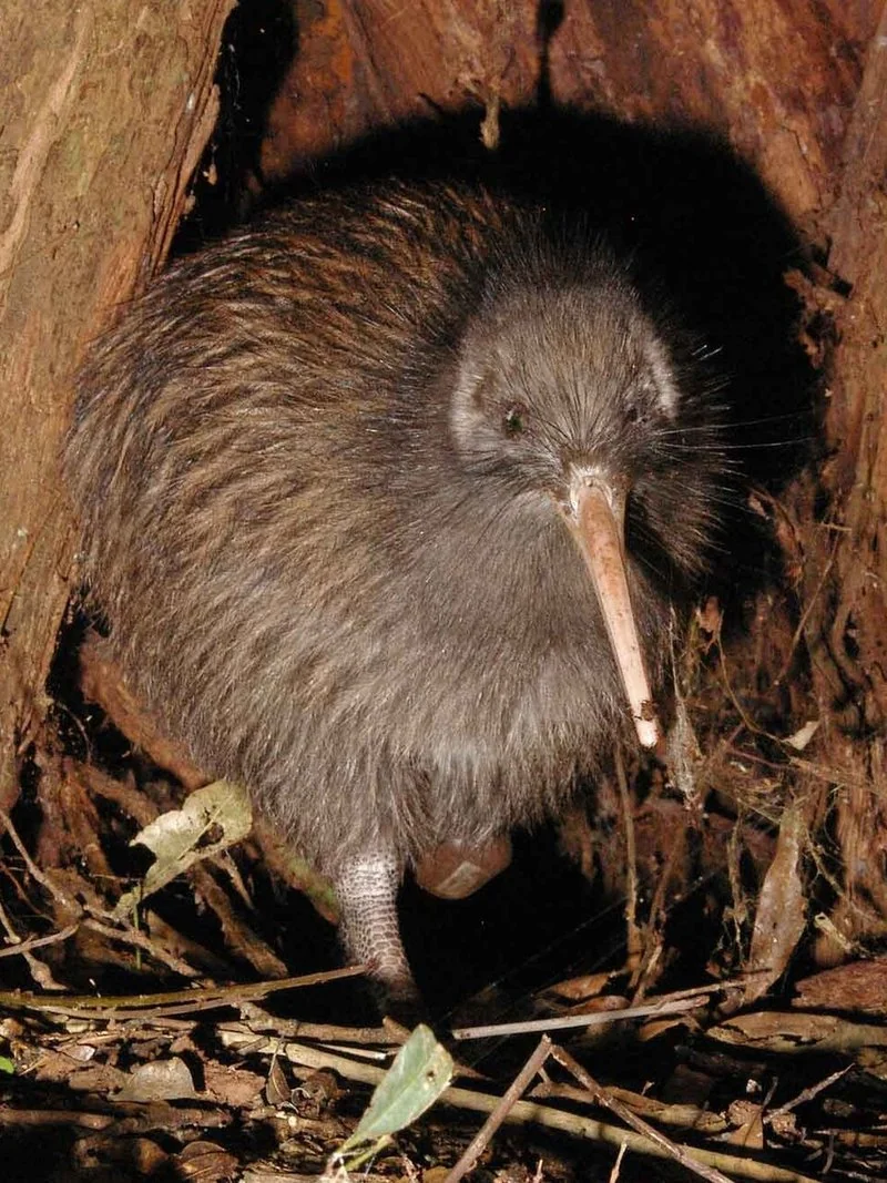 que animal se llama kiwi, Kiwi de frente en su madriguera, plumaje lanoso y largo pico, Nueva Zelanda