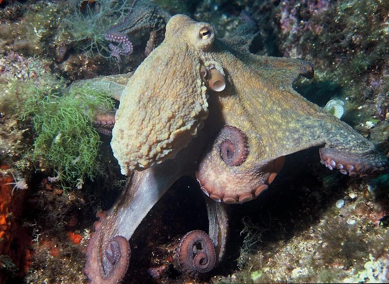 que animal tiene 3 corazones, Pulpo entre rocas y algas mostrando sus brazos con ventosas
