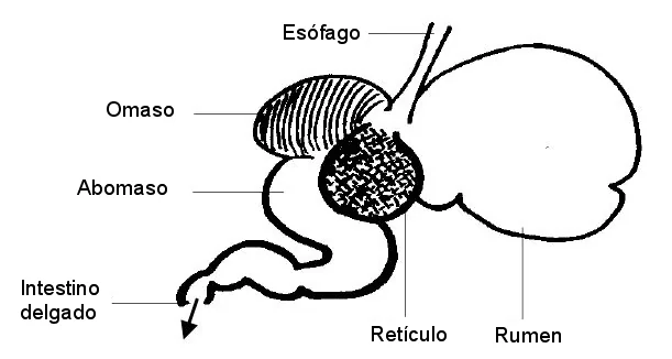 que animal tiene 7 estómagos, Esquema del estómago de los rumiantes con esófago, rumen, retículo, omaso, abomaso e intestino delgado