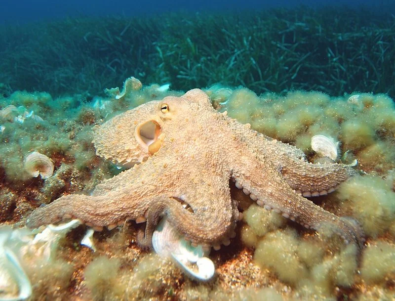 Pulpo común sobre fondo marino cubierto de algas y conchas, mostrando sus brazos con ventosas