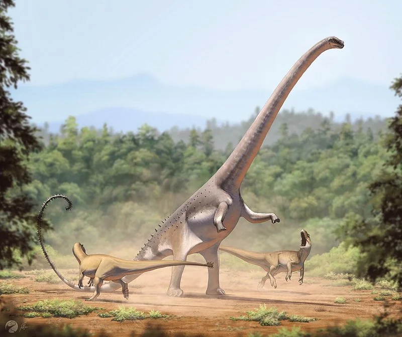 que animal tiene 8 corazones, Reconstrucción del dinosaurio Barosaurus, el saurópodo al que se atribuyen hasta ocho corazones