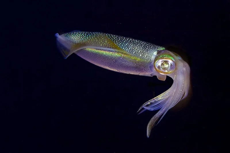 que animal tiene dos corazones, Calamar de arrecifes nadando en aguas oscuras de Nosy Iranja, Madagascar
