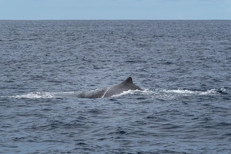 que animal tiene el cerebro mas grande, Cachalote en la superficie junto a la isla de São Miguel, Azores