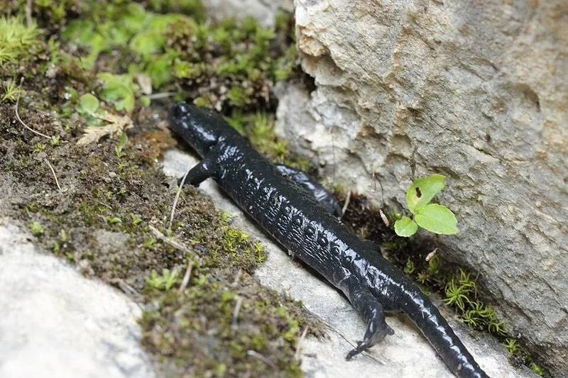 Salamandra negra alpina (Salamandra atra) entre rocas y musgo en hábitat de montaña