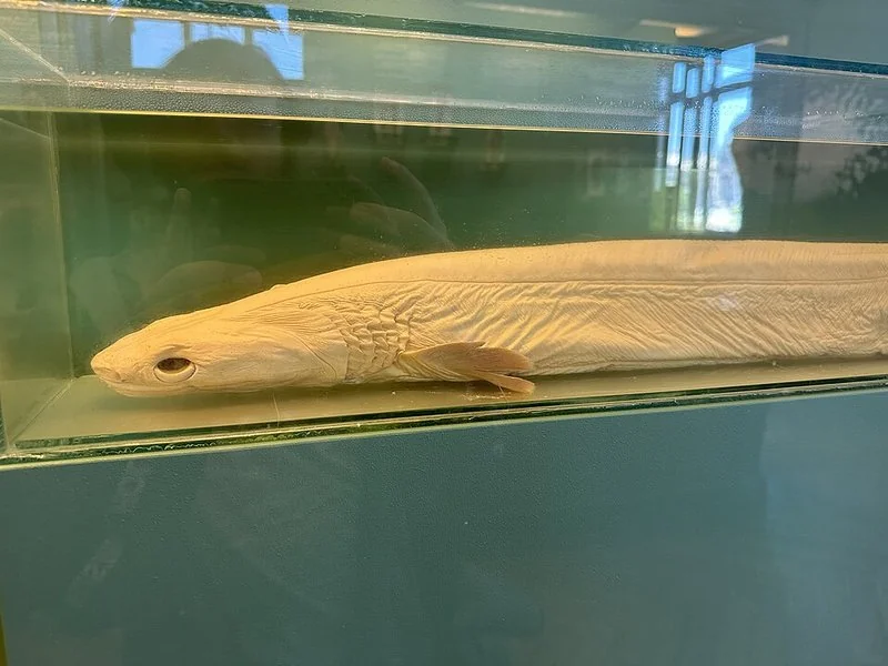 que animal tiene el embarazo más largo, Tiburón anguila (Chlamydoselachus anguineus) en vitrina, cuerpo anguiliforme y ojos grandes