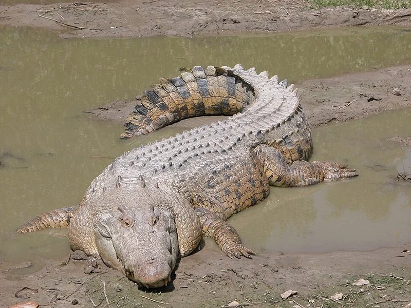 Cocodrilo de agua salada descansando sobre el barro junto a un cauce de agua turbia