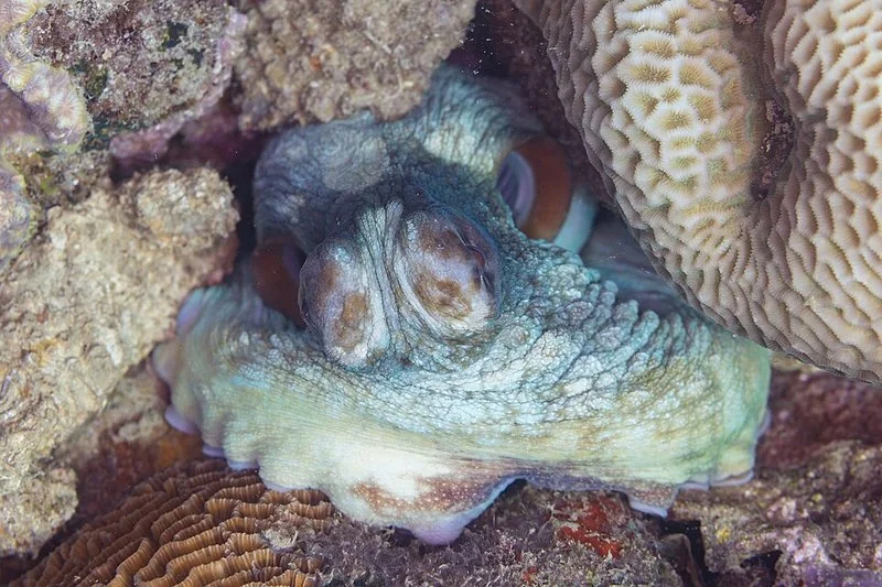 que animal tiene la sangre azul, Pulpo azul (Octopus cyanea) refugiado entre corales, con sangre azul por hemocianina