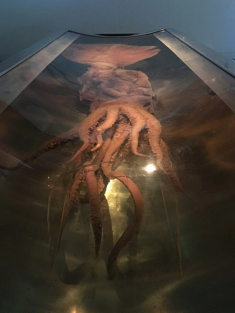 que animal tiene los ojos mas grandes, Calamar colosal conservado en el tanque de exhibición del museo Te Papa, Wellington