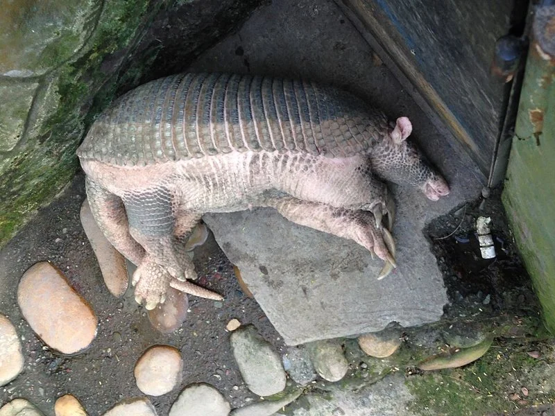 que animal tiene mas dientes, Armadillo gigante durmiendo, el mamífero terrestre con más dientes del mundo