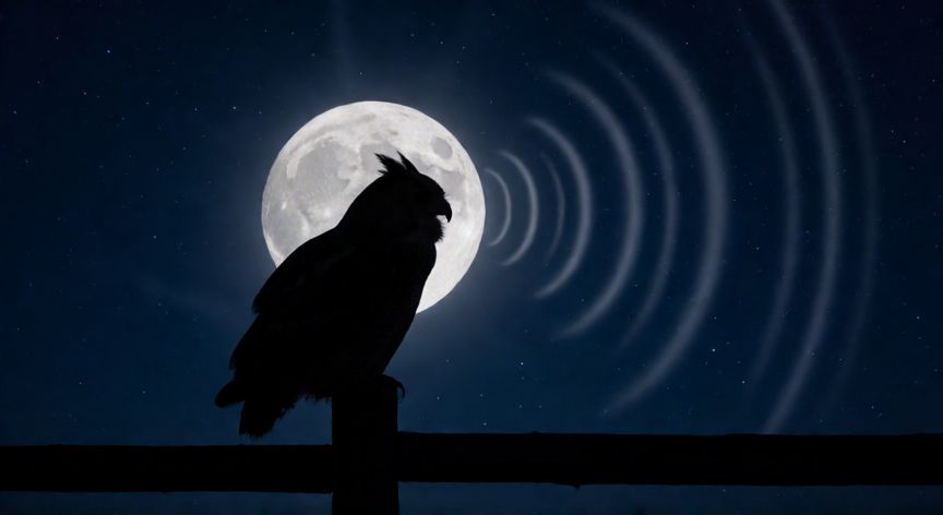 que animal ulula, Silueta de una lechuza grande contra la luna llena emitiendo su grito