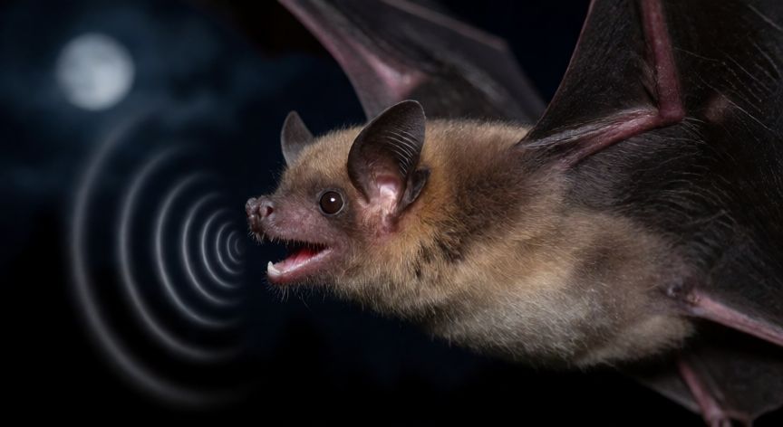 que animal usa la ecolocalizacion, Murciélago volando de noche emitiendo ondas de sonido para ecolocalización