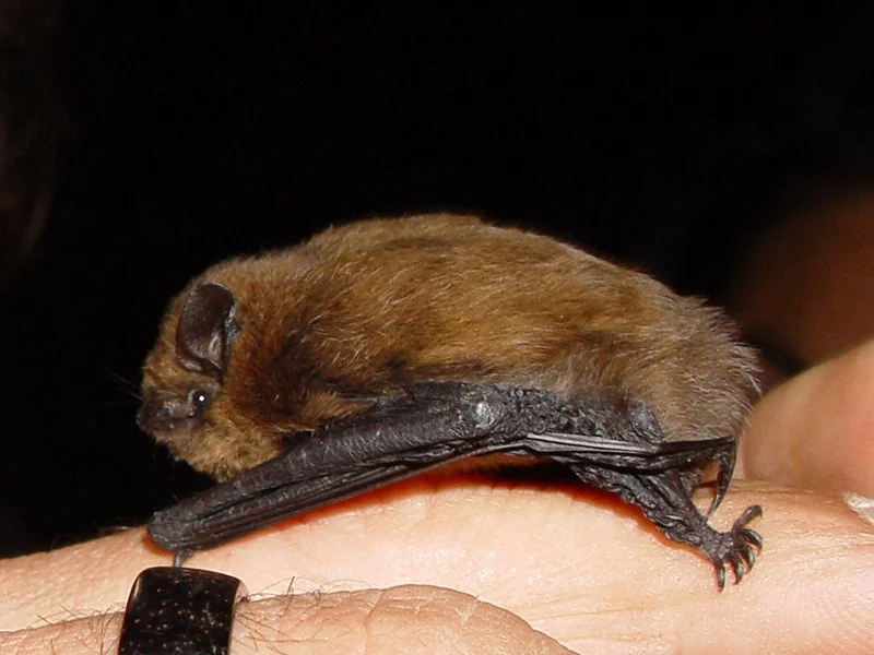 Murciélago enano Pipistrellus pipistrellus posado sobre la mano de un investigador