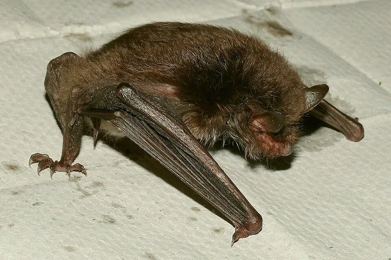 que animal usa otro sentido para sobrevivir, Myotis daubentonii, murciélago que emite ultrasonidos para cazar insectos en la oscuridad