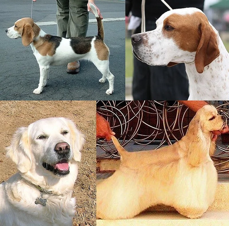 Collage de perros de caza: beagle, pointer, golden retriever y cócker usando todos sus sentidos