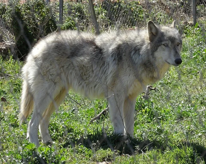 que animal usa todos los sentidos para sobrevivir, Lobo gris en prado, antepasado del perro, cazando por olfato, oído y vista