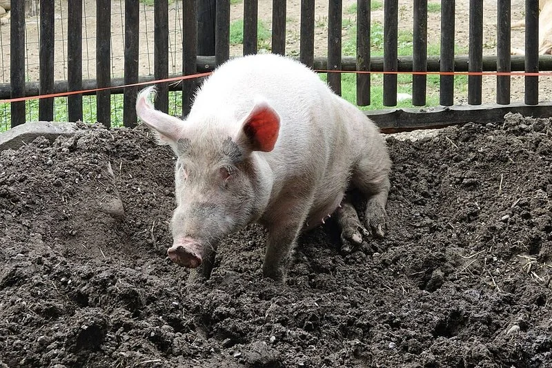 Cerdo doméstico hocicando la tierra, gesto que lo hizo buscador tradicional de trufas