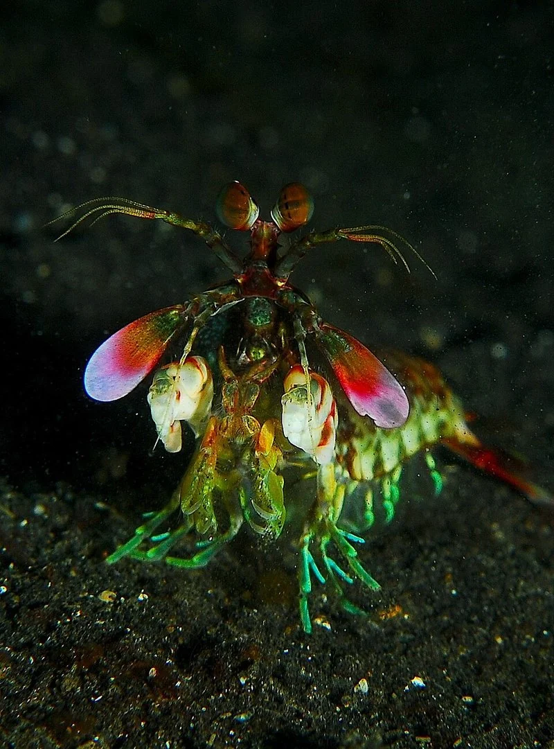 que animal ve mas colores, Camarón mantis Gonodactylus smithii de frente, con ojos saltones y colores vivos