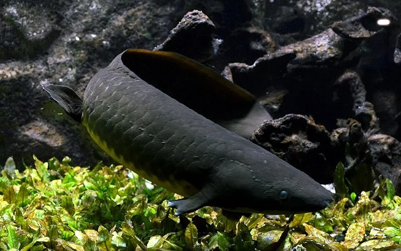 Neoceratodus forsteri, pez pulmonado de Queensland, nadando entre vegetación acuática