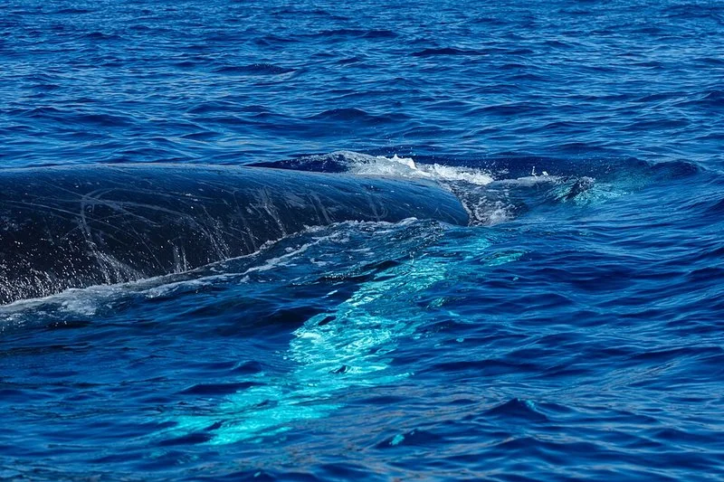 que animal vive en el agua pero respira aire, Ballena jorobada emergiendo en la superficie del mar, Cabo San Lucas, México