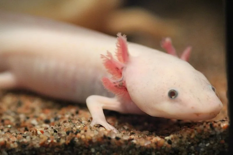 Ajolote (Ambystoma mexicanum), salamandra endémica de los canales de Xochimilco
