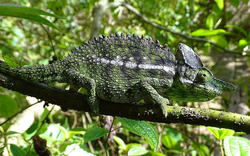 que animal vive menos tiempo, Camaleón de Labord sobre una rama, el tetrápodo con vida más corta: 4-5 meses