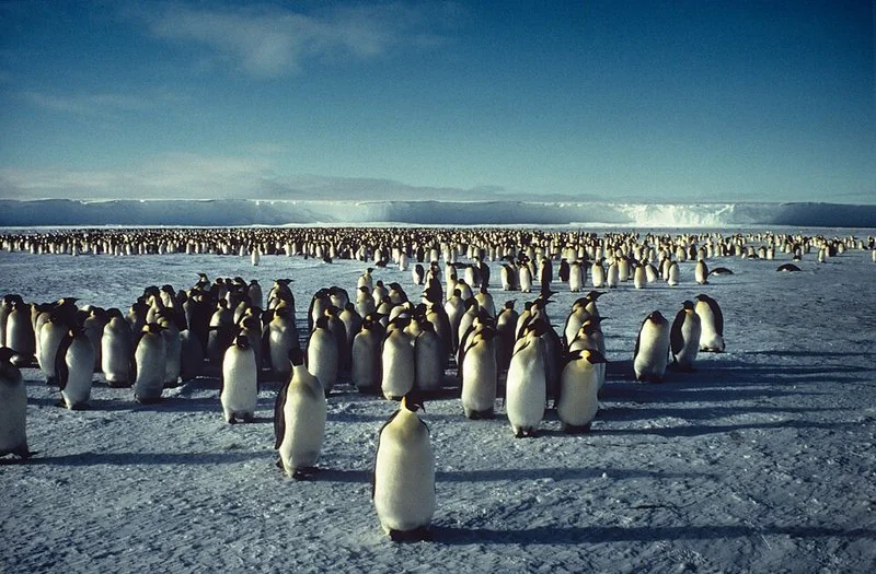 Colonia de pingüinos emperador sobre el hielo antártico, con el glaciar al fondo
