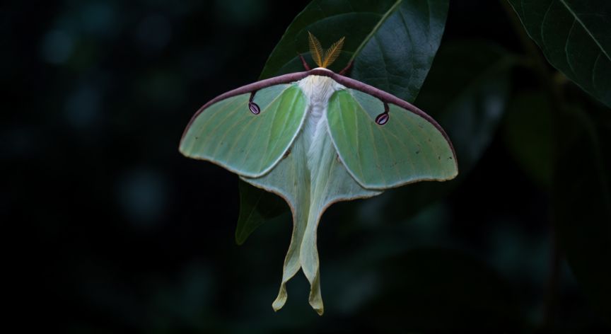 que animal vive un dia, Polilla luna nocturna con alas verdes y largas colas