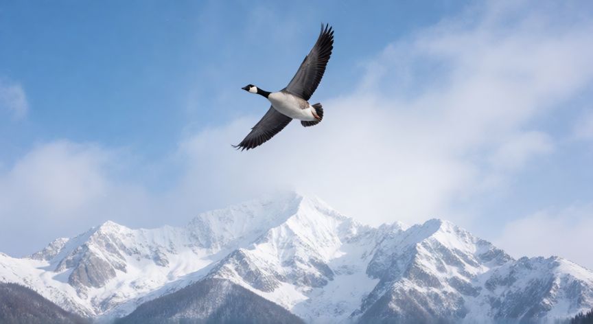 que animal vuela mas alto, Ganso barbary volando a gran altitud sobre montañas nevadas