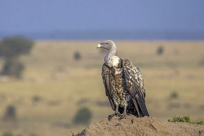 Buitre de Rüppell en sabana del Serengeti