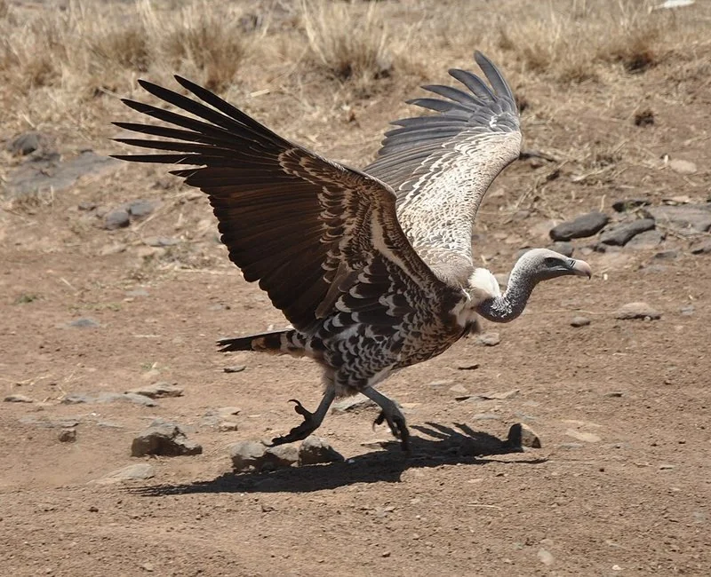 que animal vuela mas alto, Buitre de Rüppell con alas extendidas en Nairobi, Kenia