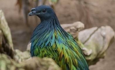 qué animal ya está extinto, Paloma de Nicobar, ultimo pariente conocido del Dodo.
