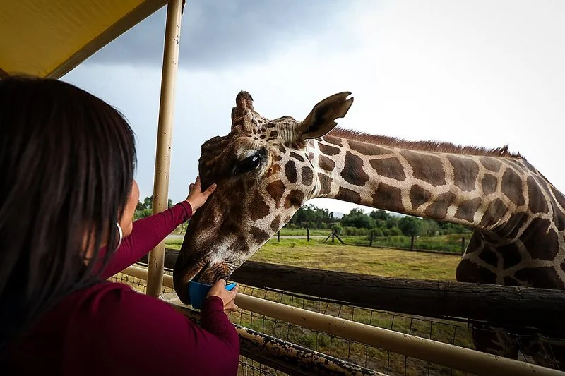 Qué animales hay en el Safari de Madrid