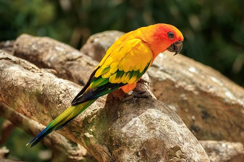 que animales hay en el safari de madrid, Loro solsticial de plumaje anaranjado, amarillo y verde posado sobre una rama