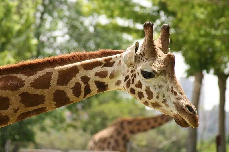 que animales hay en el zoo de madrid, Jirafa de Rothschild de perfil en el Zoo Aquarium de Madrid