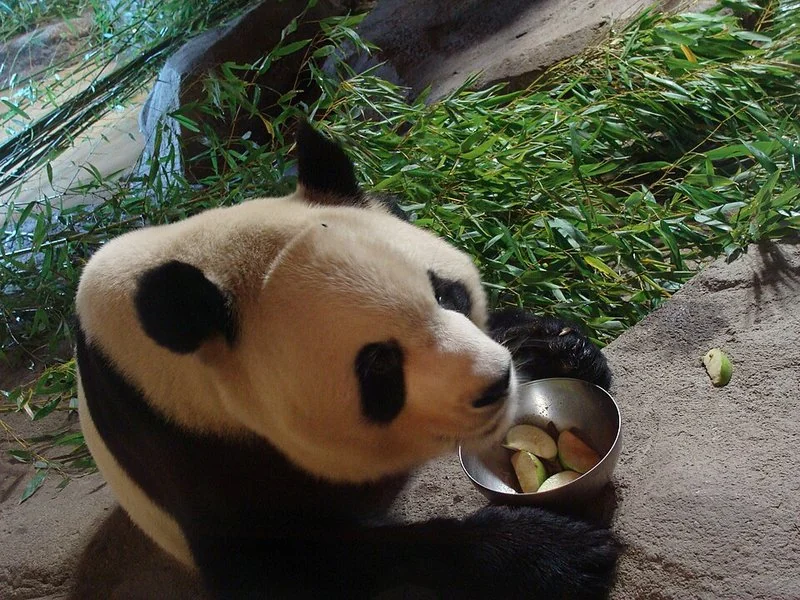 que animales hay en el zoo de madrid, Panda gigante comiendo en su comedero del Zoo Aquarium de Madrid