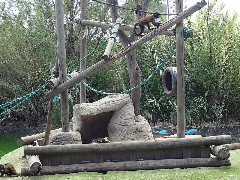 que animales hay en faunia, Mono capuchino sobre estructuras de madera en su recinto de Faunia