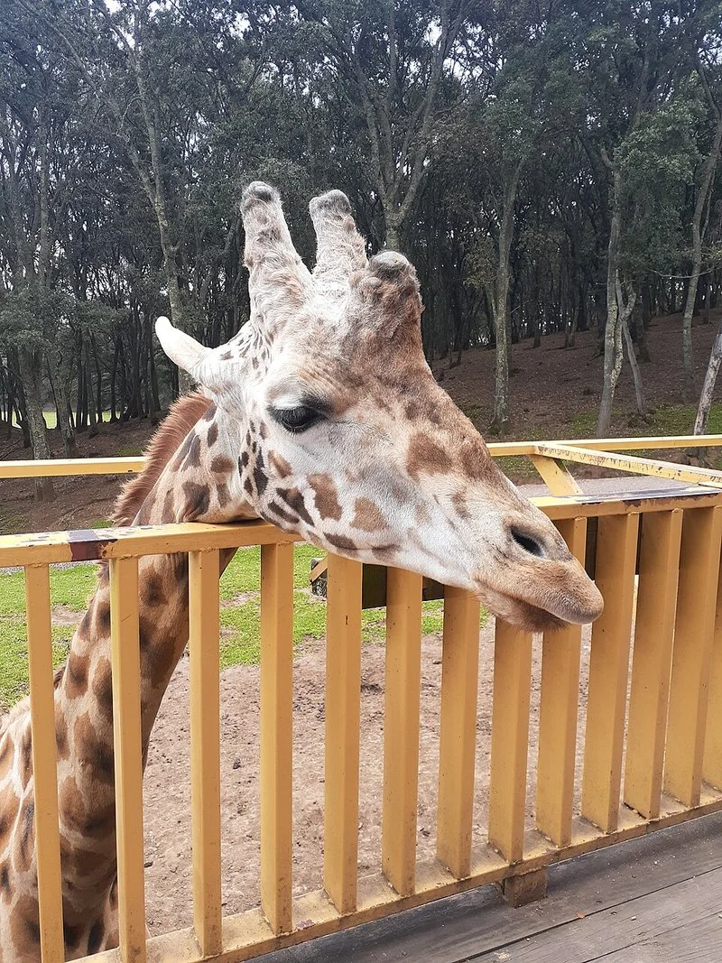 que es mejor reino animal o bioparque estrella, Jirafa del safari de Bioparque Estrella asomando la cabeza sobre la barandilla del recorrido