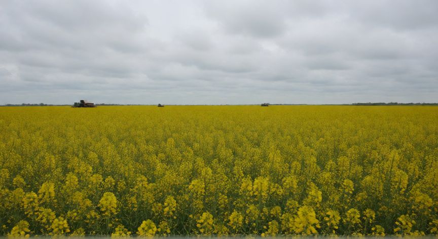 que ocurrio con el aceite de colza, Extenso campo de colza floreciendo bajo cielo nublado