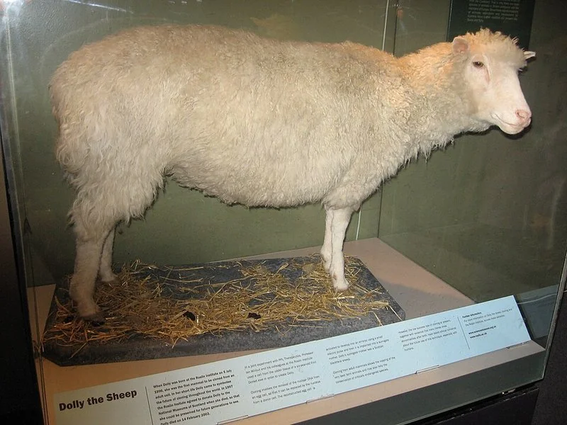 Oveja Dolly disecada expuesta en el Museo Nacional de Escocia, Edimburgo